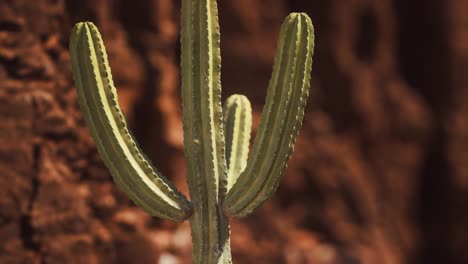Cactus-En-El-Desierto-De-Arizona-Cerca-De-Piedras-De-Roca-Roja